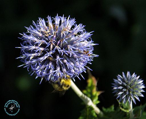 Bee on a flower 9A50D-04.JPG